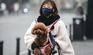 Cô gái chê 'quán chảnh' vì không được mang chó cưng vào ăn cùng Cô gái chê 'quán chảnh' vì không được mang chó cưng vào ăn cùng