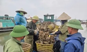 Bị phạt vì tung tin 'xã hội đen cướp hàu' Bị phạt vì tung tin 'xã hội đen cướp hàu'