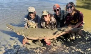 Bắt cá sấu hỏa tiễn 136 kg trên sông Mississippi